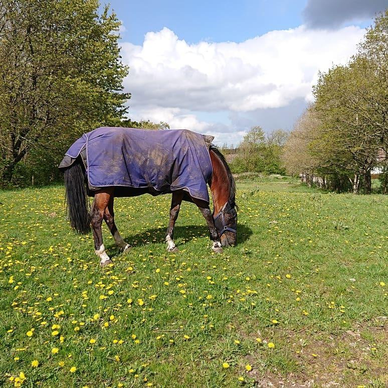 Hollandsk Varmblod Bluf Van De Wolfsakker  billede 4