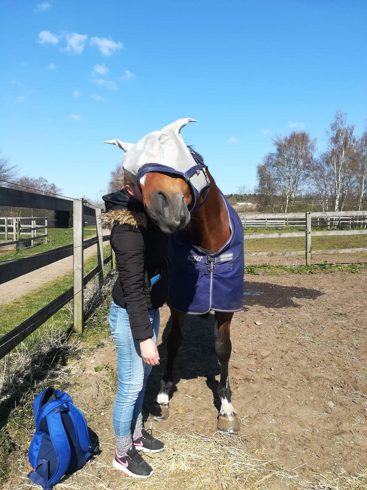 Hollandsk Varmblod Bluf Van De Wolfsakker  billede 5