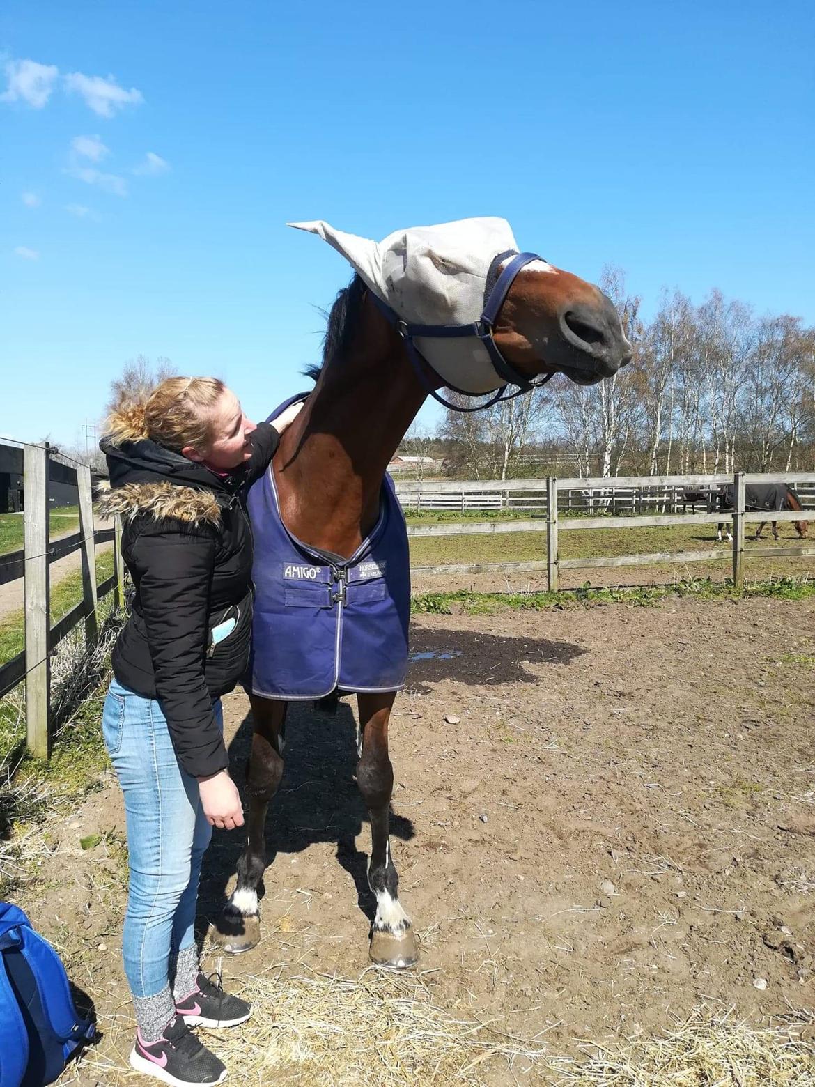 Hollandsk Varmblod Bluf Van De Wolfsakker  billede 6