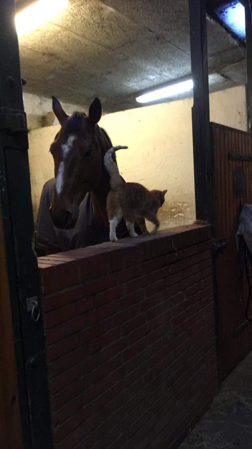 Hollandsk Varmblod Bluf Van De Wolfsakker  billede 8