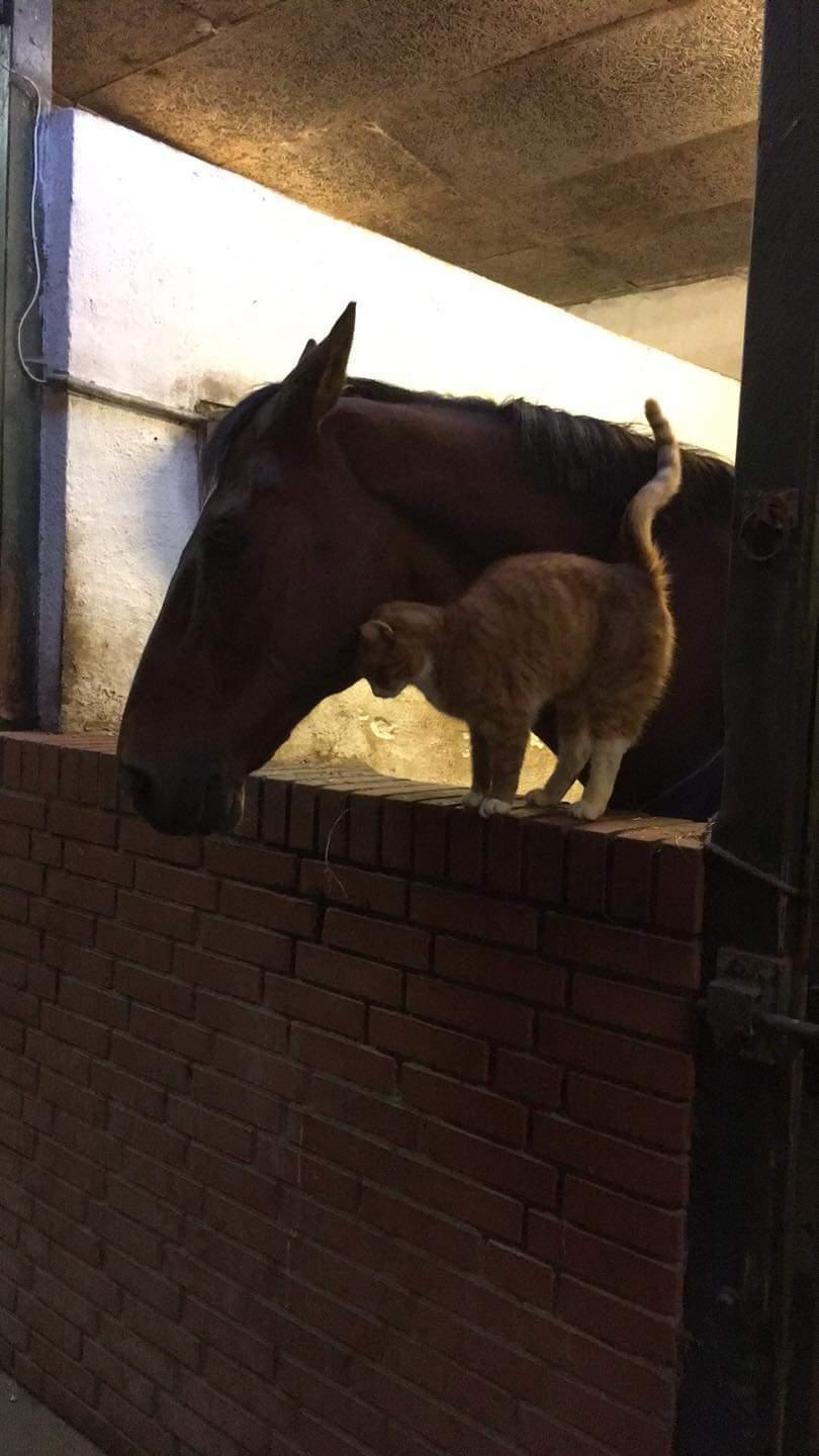 Hollandsk Varmblod Bluf Van De Wolfsakker  billede 7