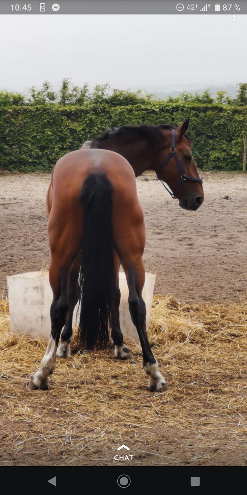 Hollandsk Varmblod Bluf Van De Wolfsakker  billede 9