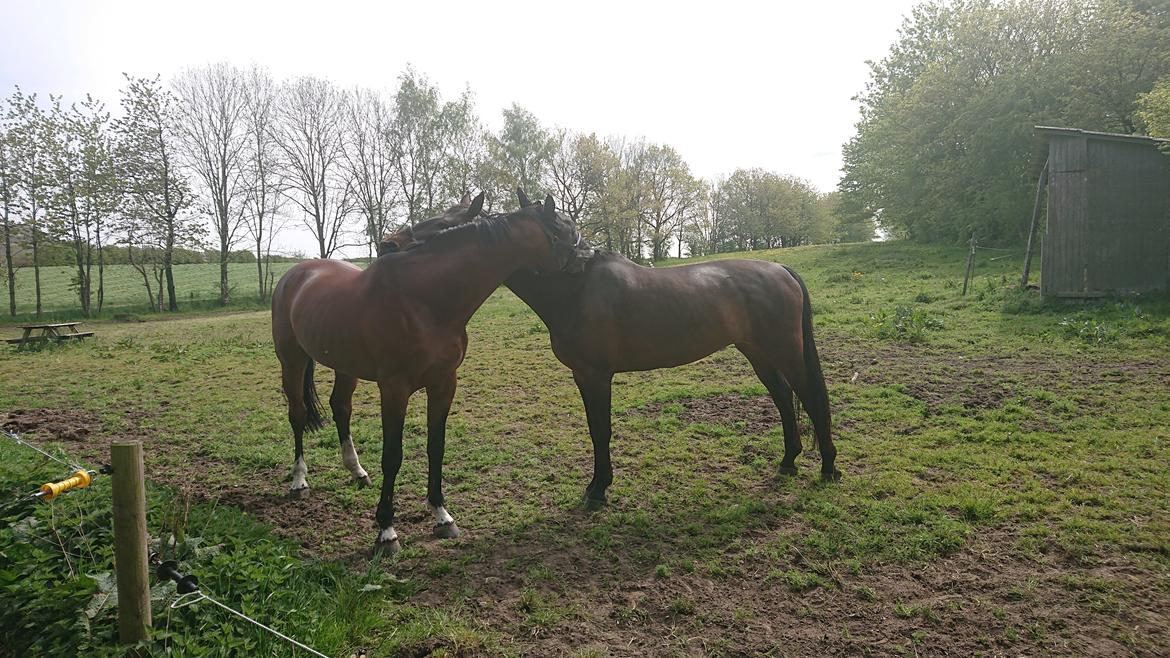 Hollandsk Varmblod Bluf Van De Wolfsakker  billede 10