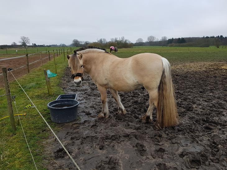 {{currentPhoto.altText}} billede {{currentPhoto.number}}