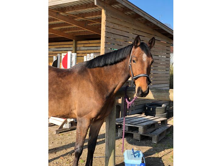 {{currentPhoto.altText}} billede {{currentPhoto.number}}