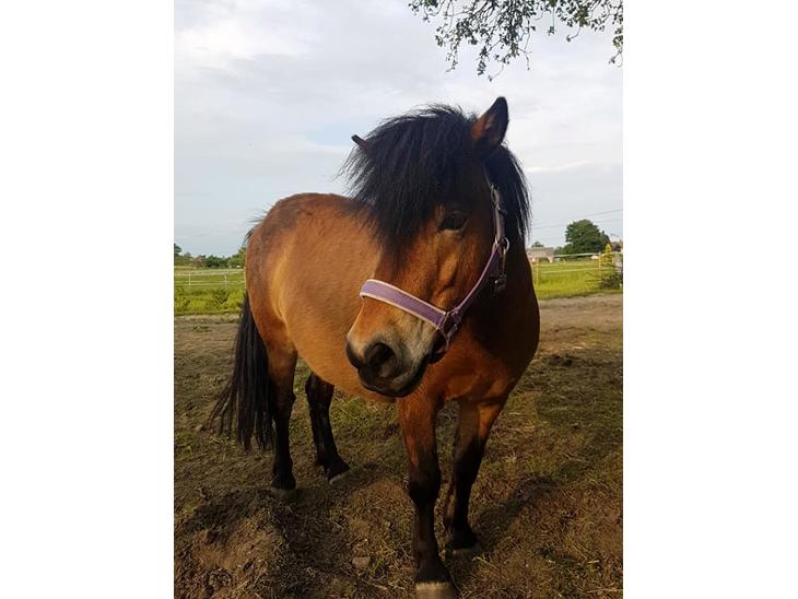 {{currentPhoto.altText}} billede {{currentPhoto.number}}