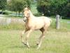 Palomino Silverline Winka