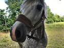 Welsh Cob (sec D) Haymitch