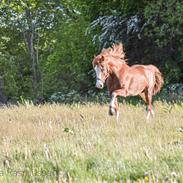 Welsh Pony af Cob-type (sec C) Noerrelide's Northern Light