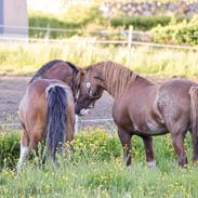 Welsh Pony af Cob-type (sec C) Noerrelide's Northern Light