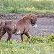 Welsh Pony af Cob-type (sec C) Noerrelide's Northern Light