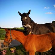 Oldenborg Jokkesminde Freddie