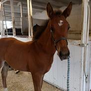Oldenborg Jokkesminde Freddie