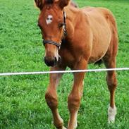 Oldenborg Jokkesminde Freddie