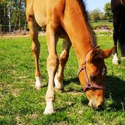 Oldenborg Jokkesminde Freddie