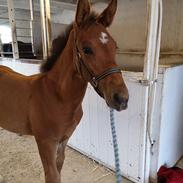 Oldenborg Jokkesminde Freddie