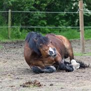 Welsh Cob (sec D) | Valhallas Mabon Mai