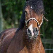 Welsh Cob (sec D) | Valhallas Mabon Mai