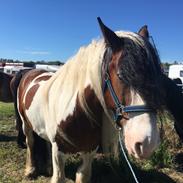 Irish Cob Crossbreed Levi
