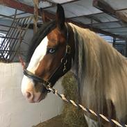 Irish Cob Crossbreed Levi