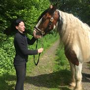Irish Cob Crossbreed Levi