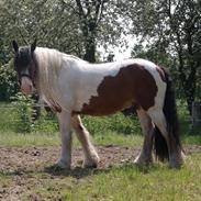 Irish Cob Crossbreed Levi