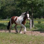 Irish Cob Crossbreed Indien Boy (Himmel hest)