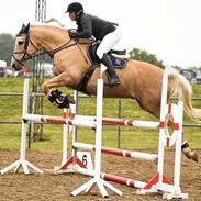 Palomino Amberloid