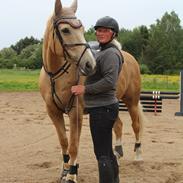 Palomino Amberloid