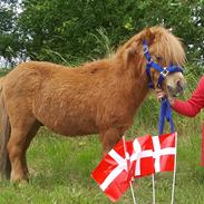 Shetlænder Nepos nero