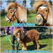 Shetlænder Nepos nero