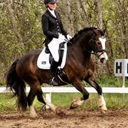 Welsh Cob (sec D) Holmlunds Royal Kingston