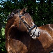 Welsh Cob (sec D) Holmlunds Royal Kingston