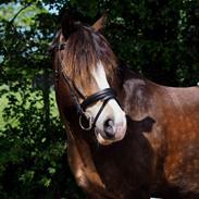 Welsh Cob (sec D) Holmlunds Royal Kingston