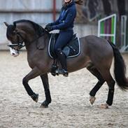 Welsh Cob (sec D) Holmlunds Royal Kingston