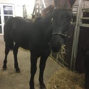 Barockpinto Anton skovbjerggaard