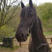 Frieser Bouke S