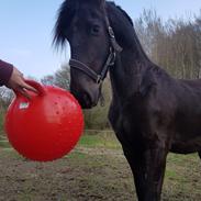 Frieser Bouke S