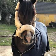Irish Cob Dancer