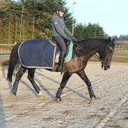 Dansk Varmblod Good Future