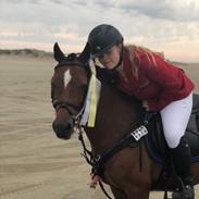 Welsh Pony af Cob-type (sec C) Gribvads dolly