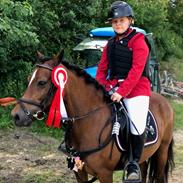 Welsh Pony af Cob-type (sec C) Gribvads dolly