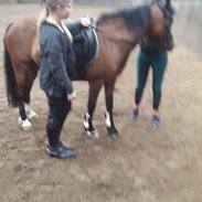 Welsh Pony af Cob-type (sec C) Gribvads dolly