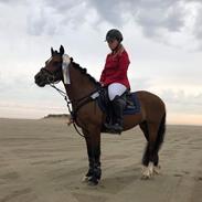 Welsh Pony af Cob-type (sec C) Gribvads dolly