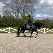 Frieser Roderick van de braamberg