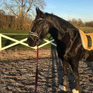 Frieser Roderick van de braamberg