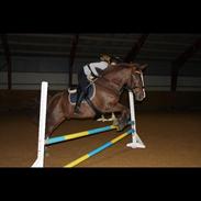 Anden særlig race Charlie