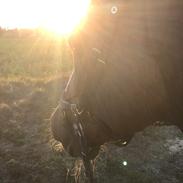 Anden særlig race Charlie