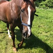 Anden særlig race Charlie