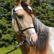 Tennessee Walker | Pride'n'Justice GW